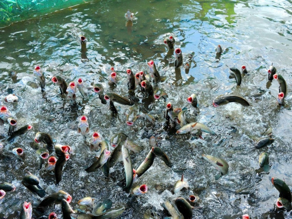 Cần Thơ: Dân huấn luyện cho cá lóc bay qua vòng lửa