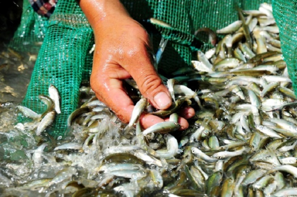 Bơi xuồng xúc cá linh mùa nước nổi Miền Tây