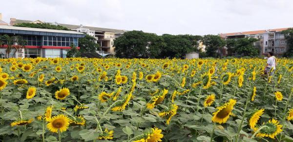 Tuyệt đẹp sống ảo! Cánh đồng hoa hướng dương tại Cần Thơ