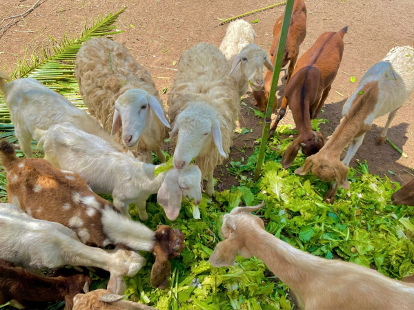 CHƯƠNG TRÌNH NGOẠI KHÓA - THIỀN VIỆN TRÚC LÂM PHƯƠNG NAM – ĐỀN HÙNG – LÀNG DU LỊCH SINH THÁI ÔNG ĐỀ