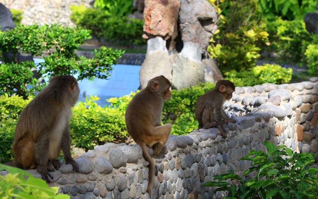 Đảo Khỉ Hòn Lao