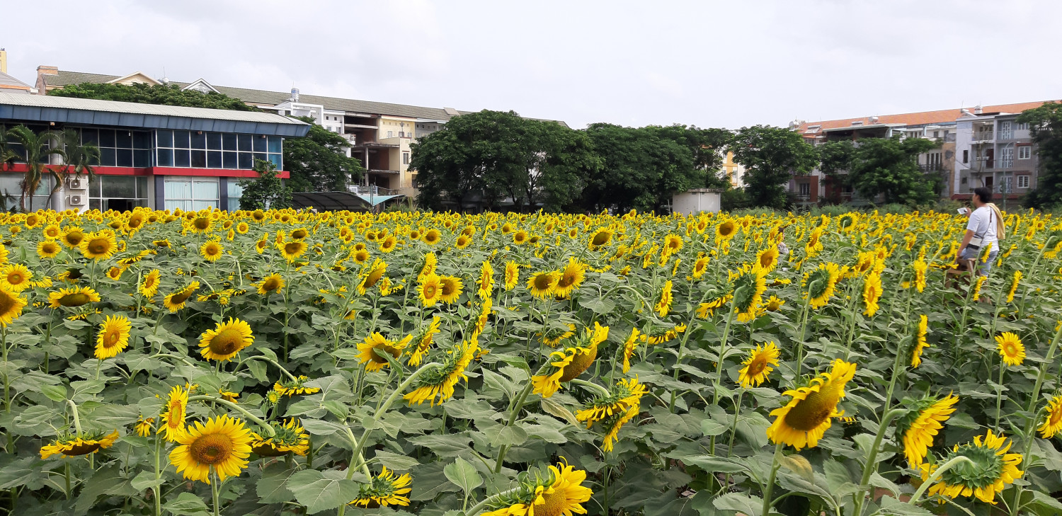 Tuyệt đẹp sống ảo! Cánh đồng hoa hướng dương tại Cần Thơ