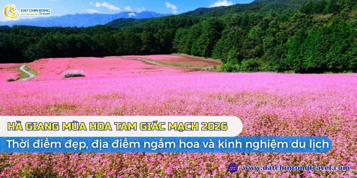 Hà Giang mùa hoa tam giác mạch 2026: Thời điểm đẹp, địa điểm ngắm hoa và kinh nghiệm du lịch